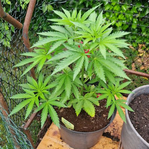 White Widow growlog timeline photo