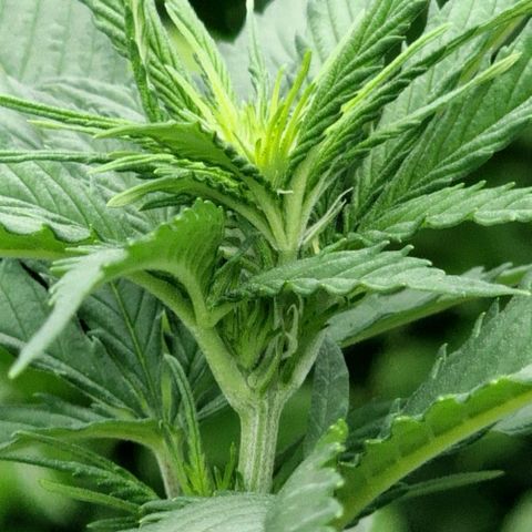 Special Kush #1 growlog timeline photo