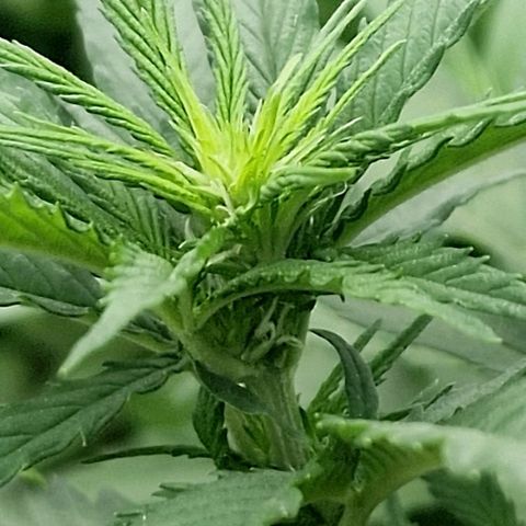 Special Kush #1 growlog timeline photo