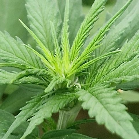 Special Kush #1 growlog timeline photo