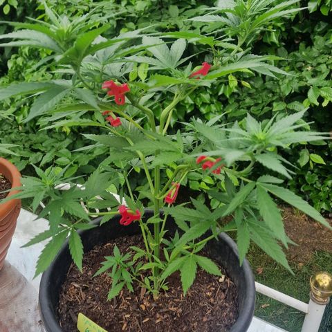 Special Kush #1 growlog timeline photo