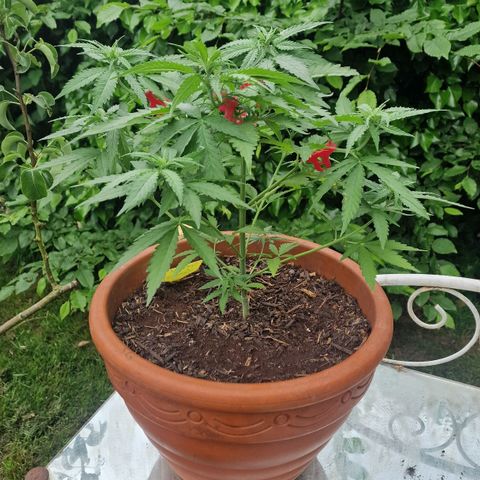 Special Queen #1 growlog timeline photo