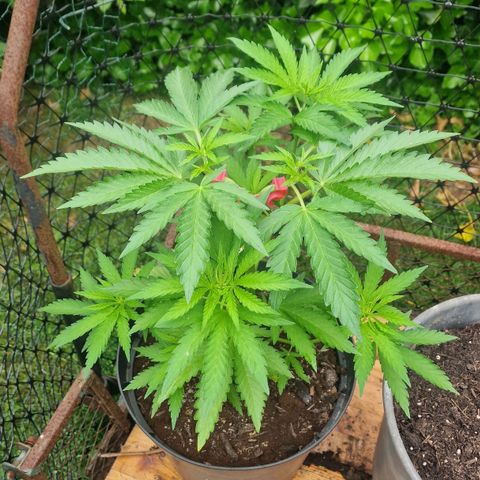 White Widow growlog timeline photo