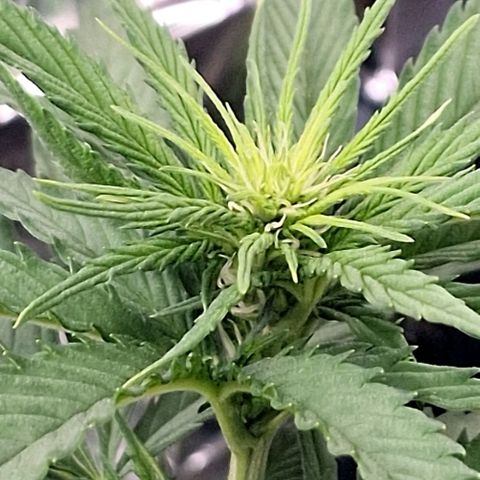 Special Kush #1 growlog timeline photo