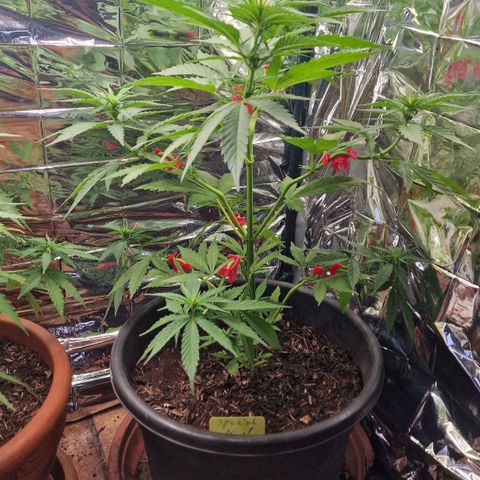 Special Kush #1 growlog timeline photo