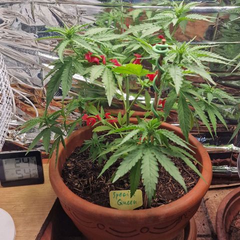 Special Queen #1 growlog timeline photo