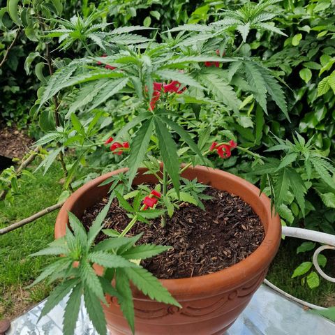 Special Queen #1 growlog timeline photo