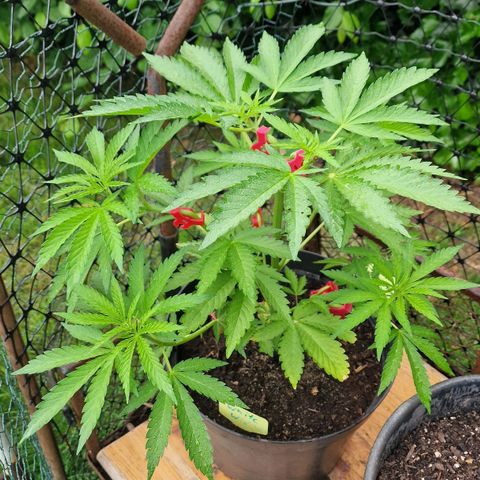 White Widow growlog timeline photo