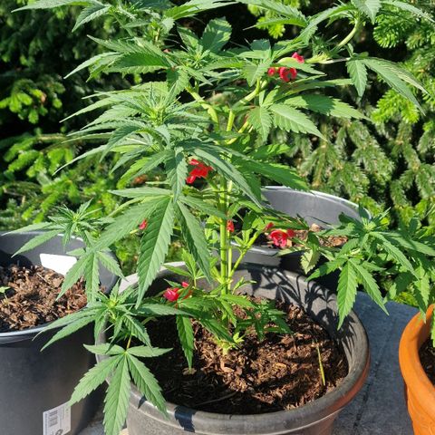 Special Kush #1 growlog timeline photo