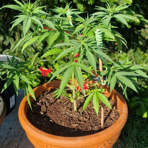 Special Queen #1 growlog timeline photo