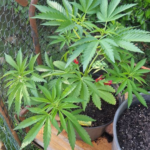 White Widow growlog timeline photo