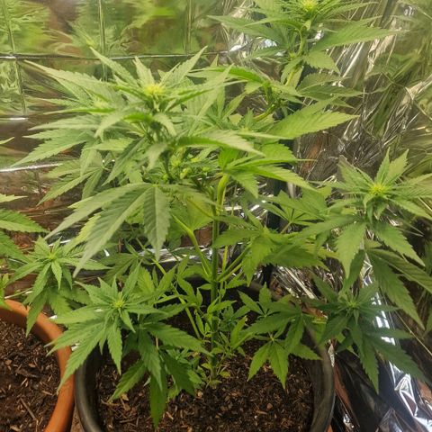 Special Kush #1 growlog timeline photo