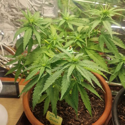 Special Queen #1 growlog timeline photo