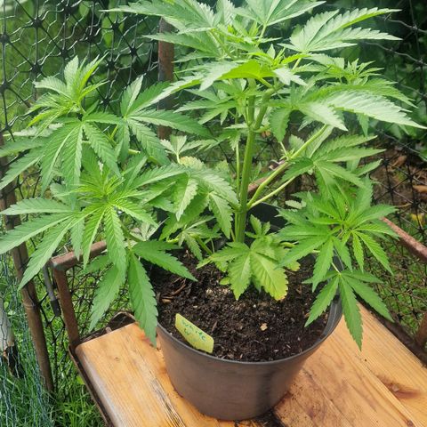 White Widow growlog timeline photo