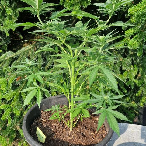 Special Kush #1 growlog timeline photo