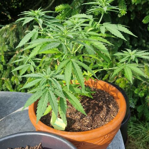 Special Queen #1 growlog timeline photo