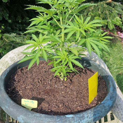 White Widow growlog timeline photo