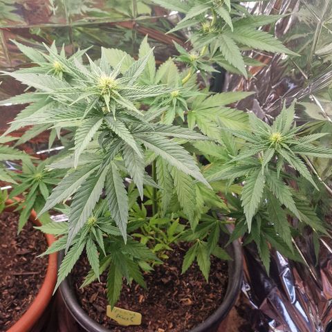 Special Kush #1 growlog timeline photo