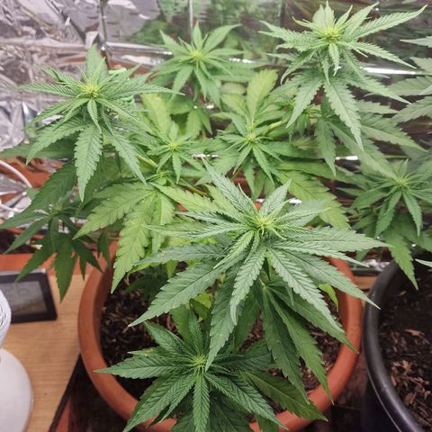 Special Queen #1 growlog timeline photo