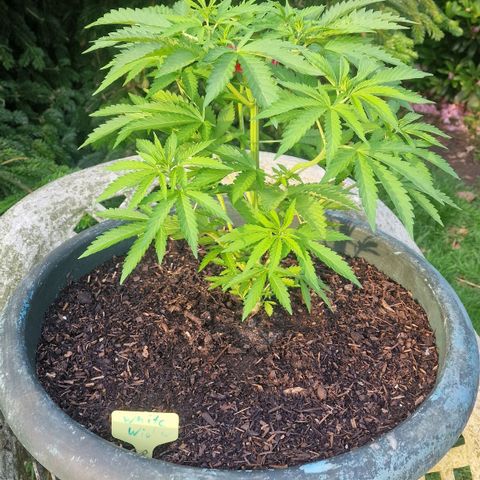 White Widow growlog timeline photo