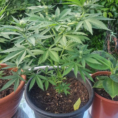 Special Kush #1 growlog timeline photo