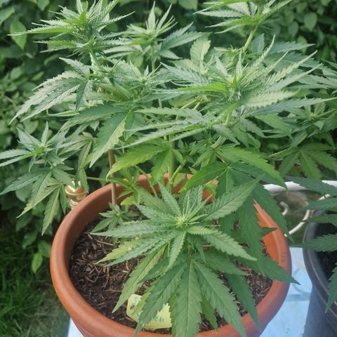 Special Queen #1 growlog timeline photo
