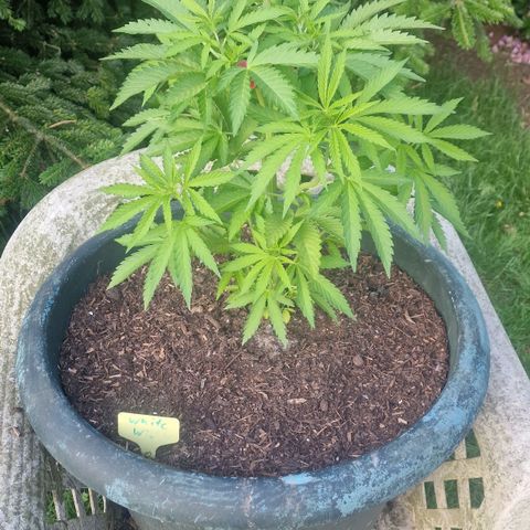 White Widow growlog timeline photo