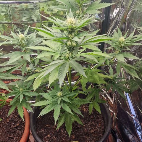 Special Kush #1 growlog timeline photo