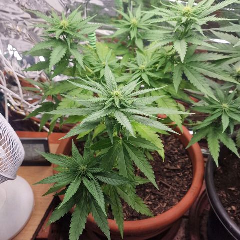 Special Queen #1 growlog timeline photo