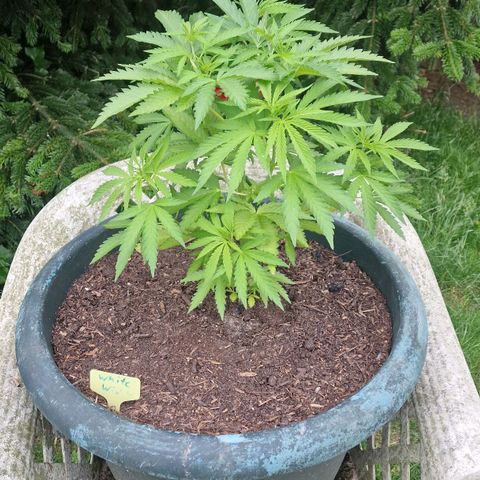 White Widow growlog timeline photo