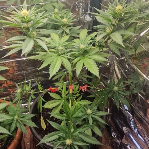 Special Kush #1 growlog timeline photo