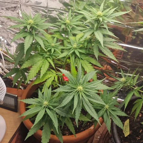 Special Queen #1 growlog timeline photo
