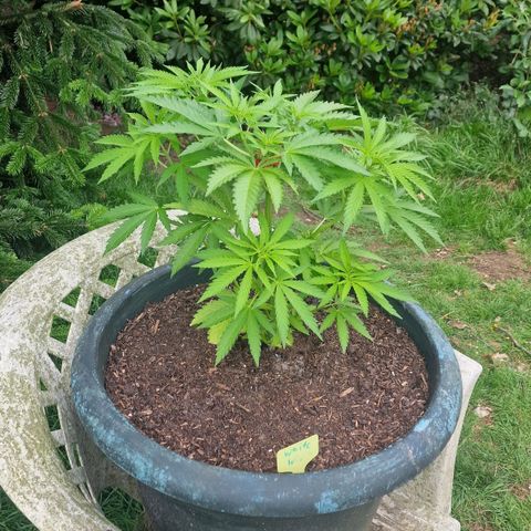 White Widow growlog timeline photo