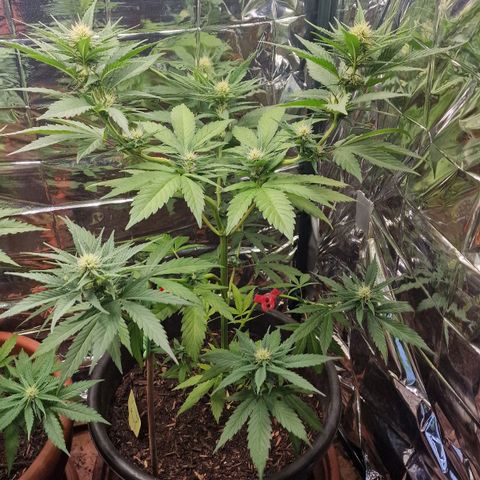 Special Kush #1 growlog timeline photo