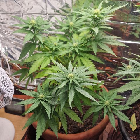 Special Queen #1 growlog timeline photo