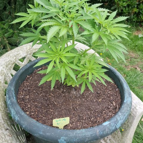 White Widow growlog timeline photo