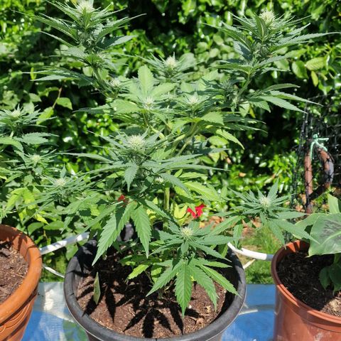 Special Kush #1 growlog timeline photo