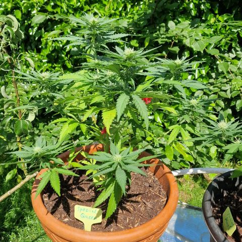 Special Queen #1 growlog timeline photo