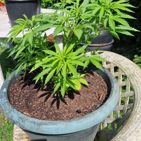 White Widow growlog timeline photo