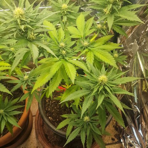Special Kush #1 growlog timeline photo