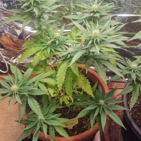 Special Queen #1 growlog timeline photo