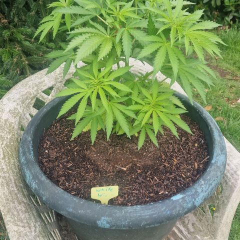 White Widow growlog timeline photo