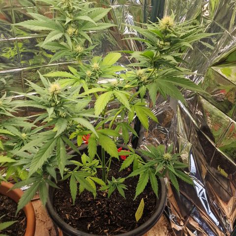 Special Kush #1 growlog timeline photo