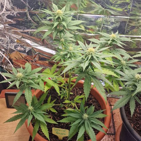 Special Queen #1 growlog timeline photo