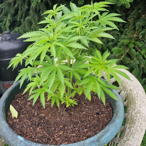 White Widow growlog timeline photo