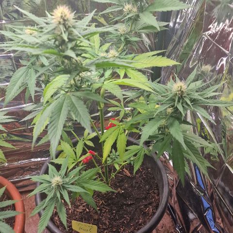 Special Kush #1 growlog timeline photo