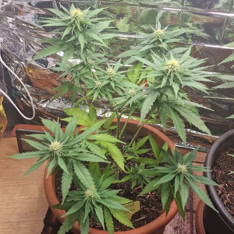 Special Queen #1 growlog timeline photo