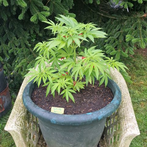 White Widow growlog timeline photo