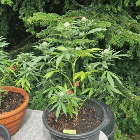 Special Kush #1 growlog timeline photo