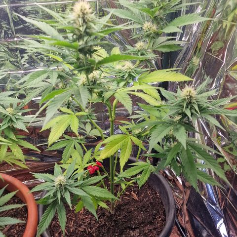 Special Kush #1 growlog timeline photo